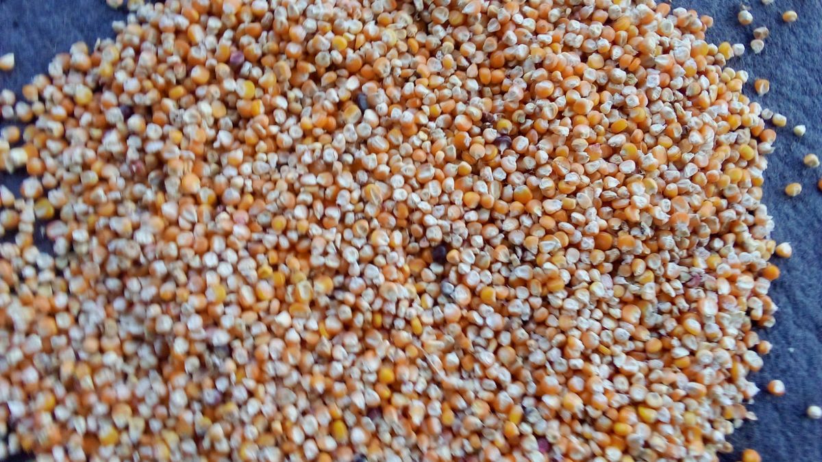 Dhoop mein sukhaaye ja rahe anaaj ke daane, neeli tirpaal par – feed ki nami kam karna