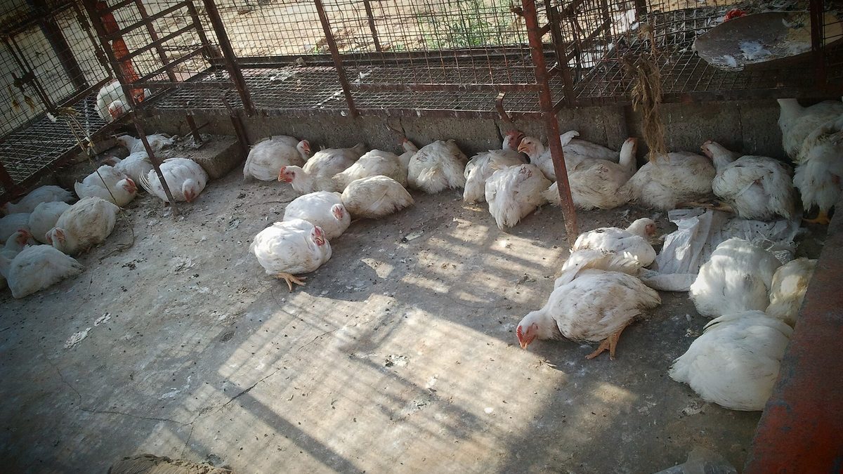 Bharat mein chicken shop ke bahar jaali wale pinjre mein safed broiler murgiyaan