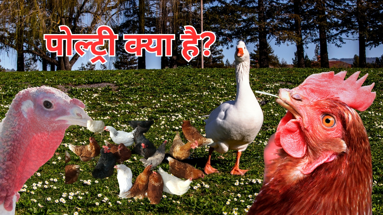 What is Poultry