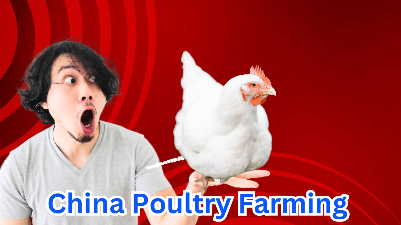 China Poultry Farming industry